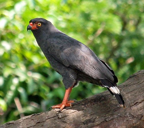 Slate-coloured hawk